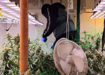 Detenidas cinco personas pertenecientes a un clan familiar dedicado al cultivo de marihuana en Azuqueca y Villanueva de la Torre