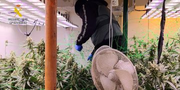 Detenidas cinco personas pertenecientes a un clan familiar dedicado al cultivo de marihuana en Azuqueca y Villanueva de la Torre