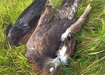 Encontrada un águila imperial electrocutada en Villaseca de Uceda