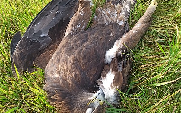 Encontrada un águila imperial electrocutada en Villaseca de Uceda 1 Encontrada un águila imperial electrocutada en Villaseca de Uceda