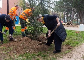 Guarinos aesgura que «todos los alcorques vacíos tendrán un árbol y los árboles muertos serán árboles vivos en Guadalajara en este mandato”