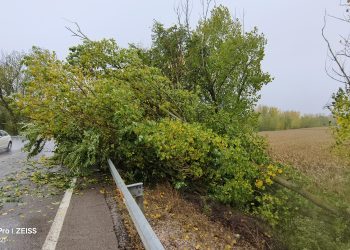 Precaución en Cuenca. Ráfagas de viento de más de 90 km/h. Árboles caídos