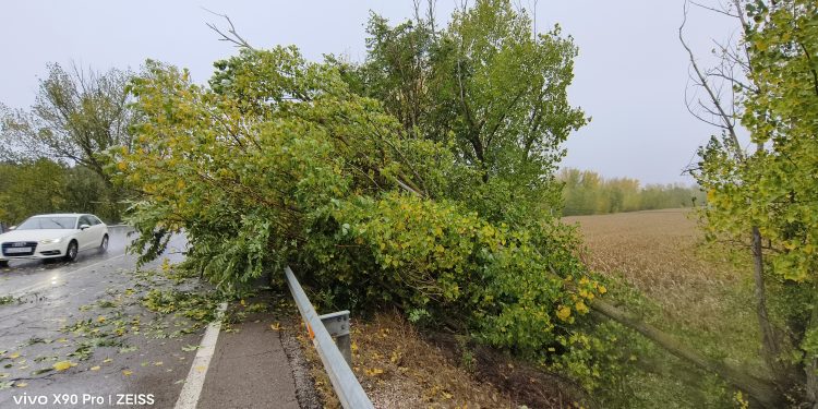 Precaución en Cuenca. Ráfagas de viento de más de 90 km/h. Árboles caídos 1 img 20231102 162137