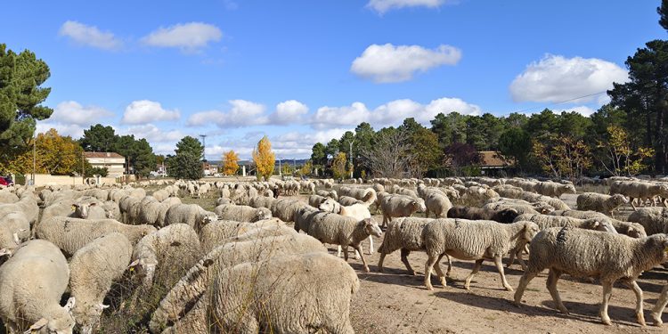Trashumancia. El buen pastor en la sexta etapa