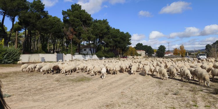 Trashumancia. El buen pastor en la sexta etapa