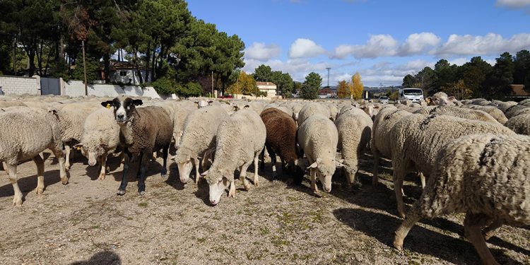 Trashumancia. El buen pastor en la sexta etapa