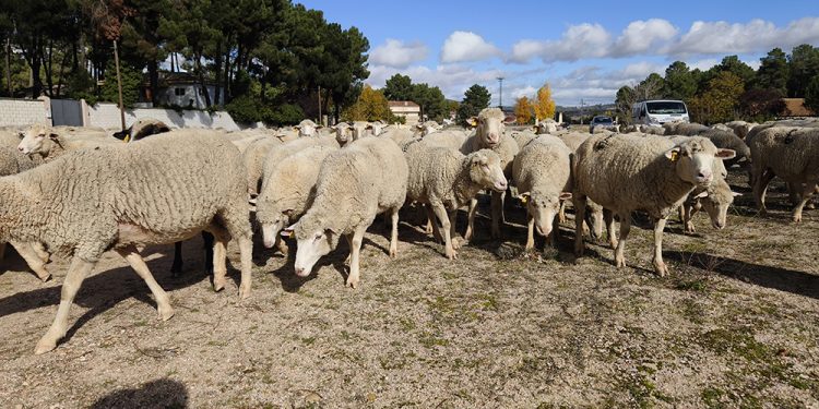 Trashumancia. El buen pastor en la sexta etapa