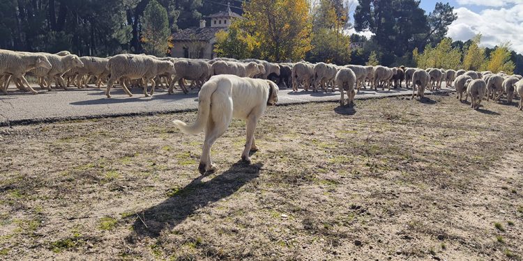 Trashumancia. El buen pastor en la sexta etapa