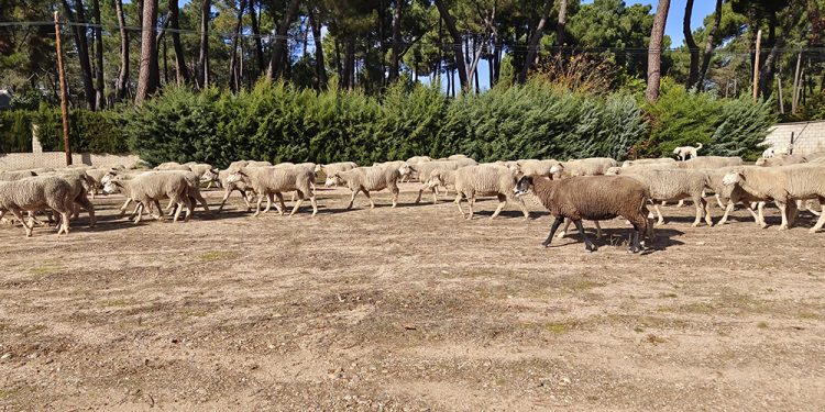 Trashumancia. El buen pastor en la sexta etapa