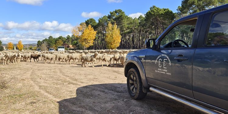 Trashumancia. El buen pastor en la sexta etapa