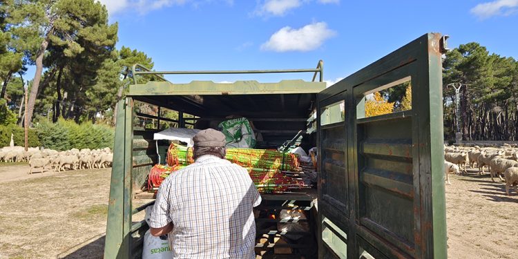 Trashumancia. El buen pastor en la sexta etapa