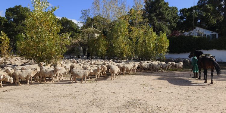 Trashumancia. El buen pastor en la sexta etapa