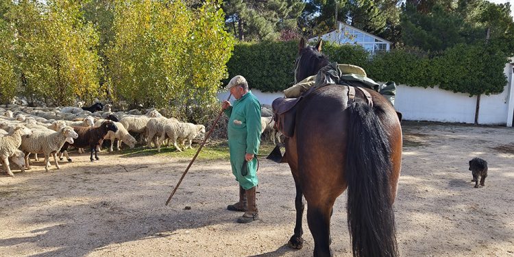 Trashumancia. El buen pastor en la sexta etapa