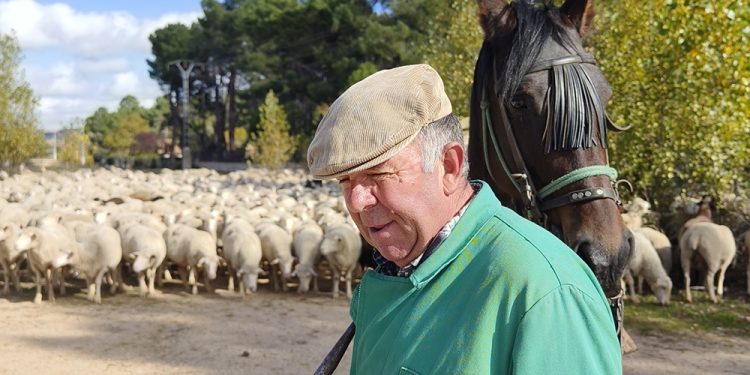 Trashumancia. El buen pastor en la sexta etapa