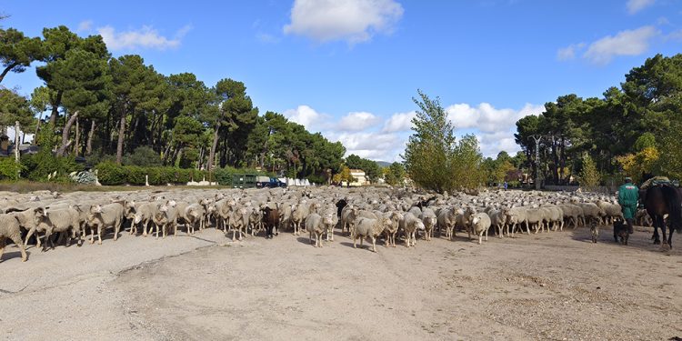 Trashumancia. El buen pastor en la sexta etapa