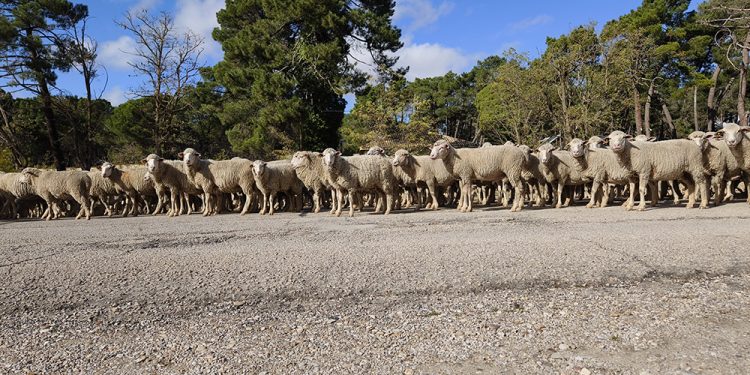 Trashumancia. El buen pastor en la sexta etapa