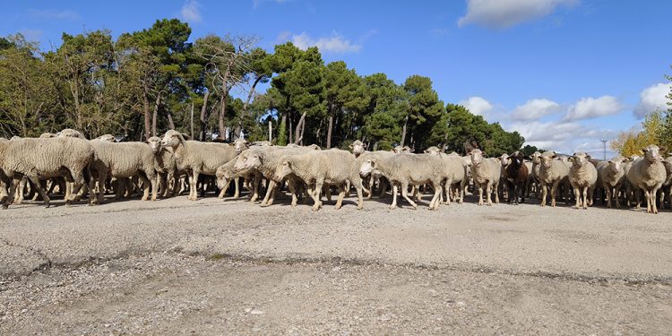 Trashumancia. El buen pastor en la sexta etapa