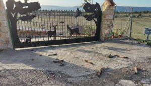 La alcaldesa de La Cierva denuncia un acto de acoso al encontrarse casi una veintena patas de ciervo a la entrada de su casa y de una finca de su propiedad