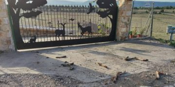 La alcaldesa de La Cierva denuncia un acto de acoso al encontrarse casi una veintena patas de ciervo a la entrada de su casa y de una finca de su propiedad