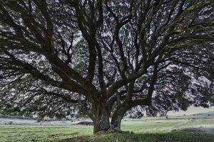 La encina elemento clave del paisaje serrano y mediterráneo
