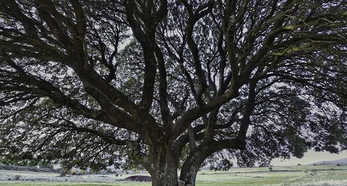 La encina elemento clave del paisaje serrano y mediterráneo