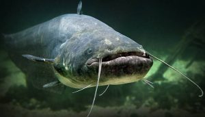 La Junta adopta limitaciones de pesca en el tramo final del río Tajo por la presencia de siluro