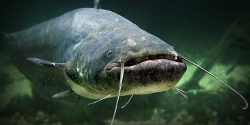 La Junta adopta limitaciones de pesca en el tramo final del río Tajo por la presencia de siluro