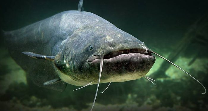 La Junta adopta limitaciones de pesca en el tramo final del río Tajo por la presencia de siluro