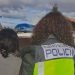 La Policía Nacional detiene a cuatro personas en Cuenca por falsificar documentación para trabajar careciendo de permiso 3 La Policía Nacional detiene a cuatro personas en Cuenca por falsificar documentación para trabajar careciendo de permiso