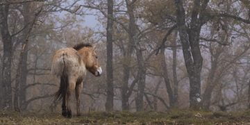 La renaturalización del Sistema Ibérico Sur trae al Alto Tajo los únicos caballos de Przewalski que pastarán en libertad en toda Europa Occidental