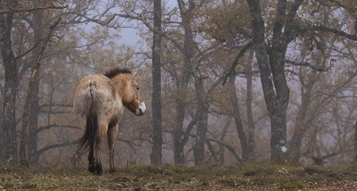 La renaturalización del Sistema Ibérico Sur trae al Alto Tajo los únicos caballos de Przewalski que pastarán en libertad en toda Europa Occidental