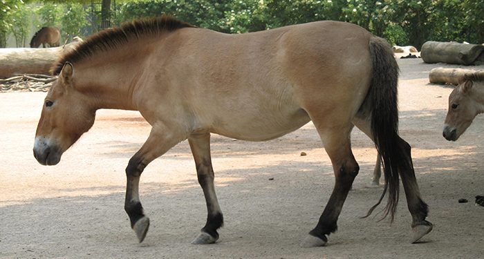Llega una manada caballos de Przewalski a Villanueva de Alcorón 1 Llega manada caballos de Przewalski a Villanueva de Alcorón