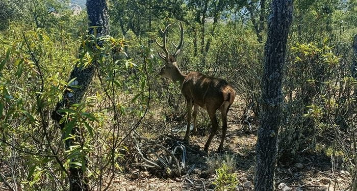 Nueva encuesta para el estudio de brotes de Enfermedad Hemorrágica Epizoótica en ciervos 1 Nueva encuesta para el estudio de brotes de Enfermedad Hemorrágica Epizoótica en ciervos