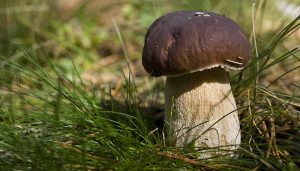 Los días 11 y 12 de noviembre, fin de semana de las setas en Sigüenza