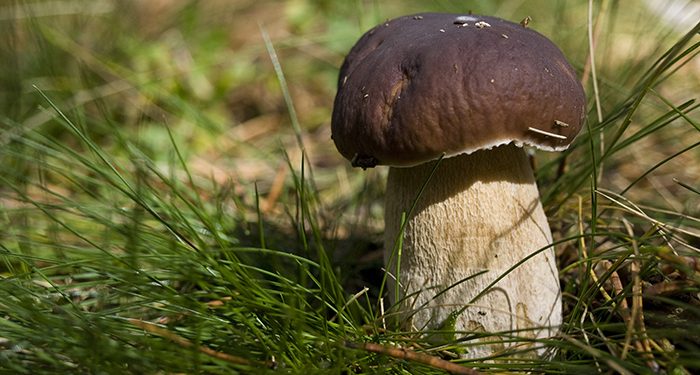 Los días 11 y 12 de noviembre, fin de semana de las setas en Sigüenza 1 Los días 11 y 12 de noviembre, fin de semana de las setas en Sigüenza