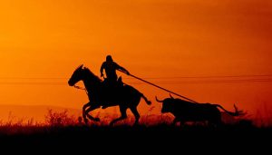 segundo_premio_toroalcarria_23