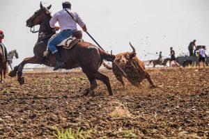 tercer_premio_toroalcarria_23