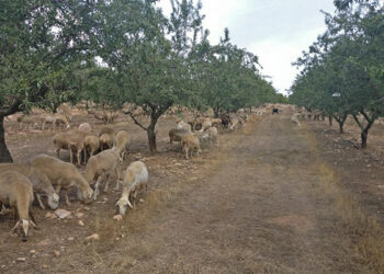 Convocadas las ayudas para paliar los daños relacionados con ataques de lobo ibérico al ganado doméstico