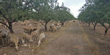 Convocadas las ayudas para paliar los daños relacionados con ataques de lobo ibérico al ganado doméstico