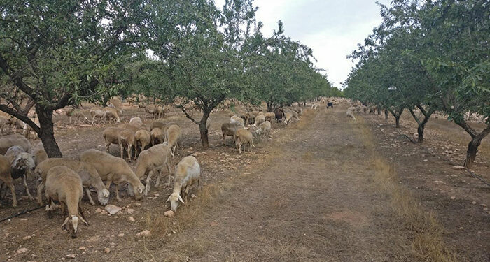 Convocadas las ayudas para paliar los daños relacionados con ataques de lobo ibérico al ganado doméstico 1 Convocadas las ayudas para paliar los daños relacionados con ataques de lobo ibérico al ganado doméstico