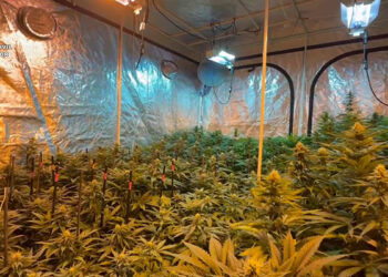 Detenidas tres personas en Sigüenza dedicadas al cultivo de marihuana
