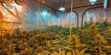 Detenidas tres personas en Sigüenza dedicadas al cultivo de marihuana