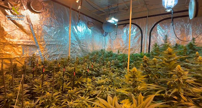 Desde Italia a Sigüenza para cultivar marihuana: han sido detenidos 1 Detenidas tres personas en Sigüenza dedicadas al cultivo de marihuana