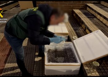 Detenido en Guadalajara por tráfico y comercio ilegal de 170 kilos de angulas vivas 2 Detenido en Guadalajara por tráfico y comercio ilegal de 170 kilos de angulas vivas