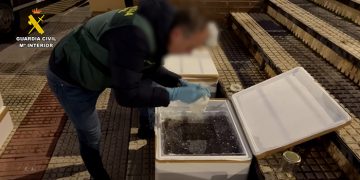 Detenido en Guadalajara por tráfico y comercio ilegal de 170 kilos de angulas vivas