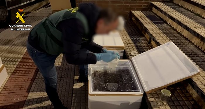 Detenido en Guadalajara por tráfico y comercio ilegal de 170 kilos de angulas vivas 1 Detenido en Guadalajara por tráfico y comercio ilegal de 170 kilos de angulas vivas