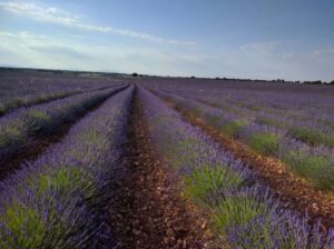 El Ayuntamiento de Brihuega quiere poner en valor y proteger, junto a FADETA, su patrimonio natural más preciado: la lavanda y el paisaje de la Alcarria