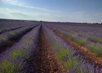 El Ayuntamiento de Brihuega quiere poner en valor y proteger, junto a FADETA, su patrimonio natural más preciado: la lavanda y el paisaje de la Alcarria