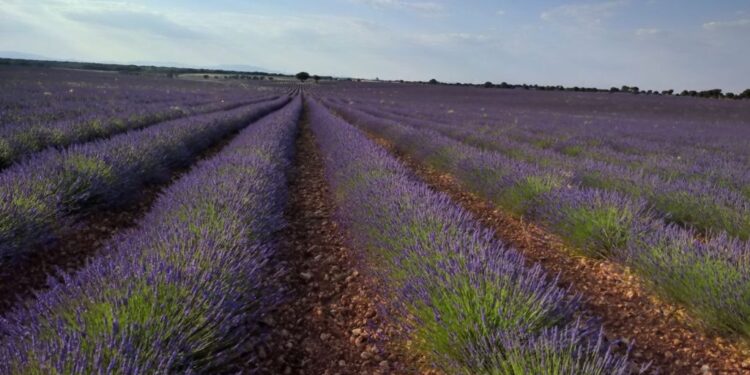 El Ayuntamiento de Brihuega quiere poner en valor y proteger, junto a FADETA, su patrimonio natural más preciado: la lavanda y el paisaje de la Alcarria
