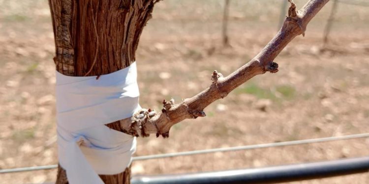 La Junta flexibiliza la normativa en torno a la reestructuración para ayudar a los viticultores a hacer frente a fenómenos como la sequía 1 La Junta flexibiliza la normativa en torno a la reestructuración para ayudar a los viticultores a hacer frente a fenómenos como la sequía